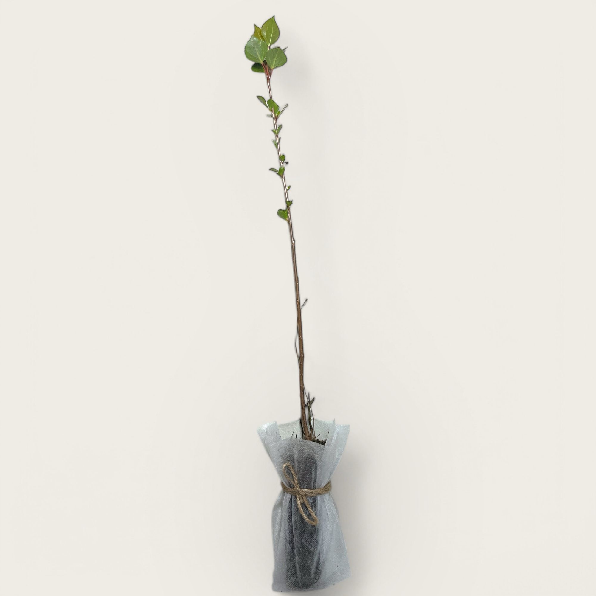 Plantas