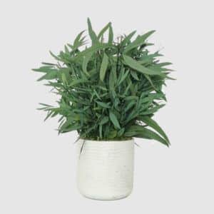 plantas-ornamentales