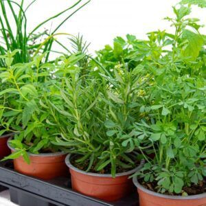 plantas-aromaticas