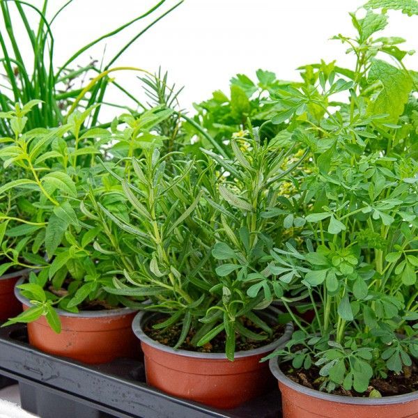 Plantas aromáticas
