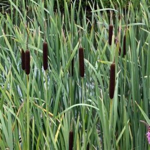 plantas-acuaticas