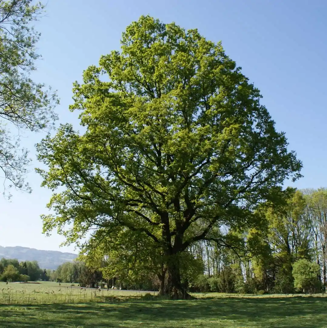 Árboles