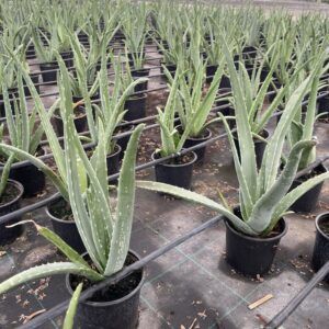 Aloe vera